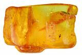 Two Fossil Flies (Diptera) In Baltic Amber #145399-4